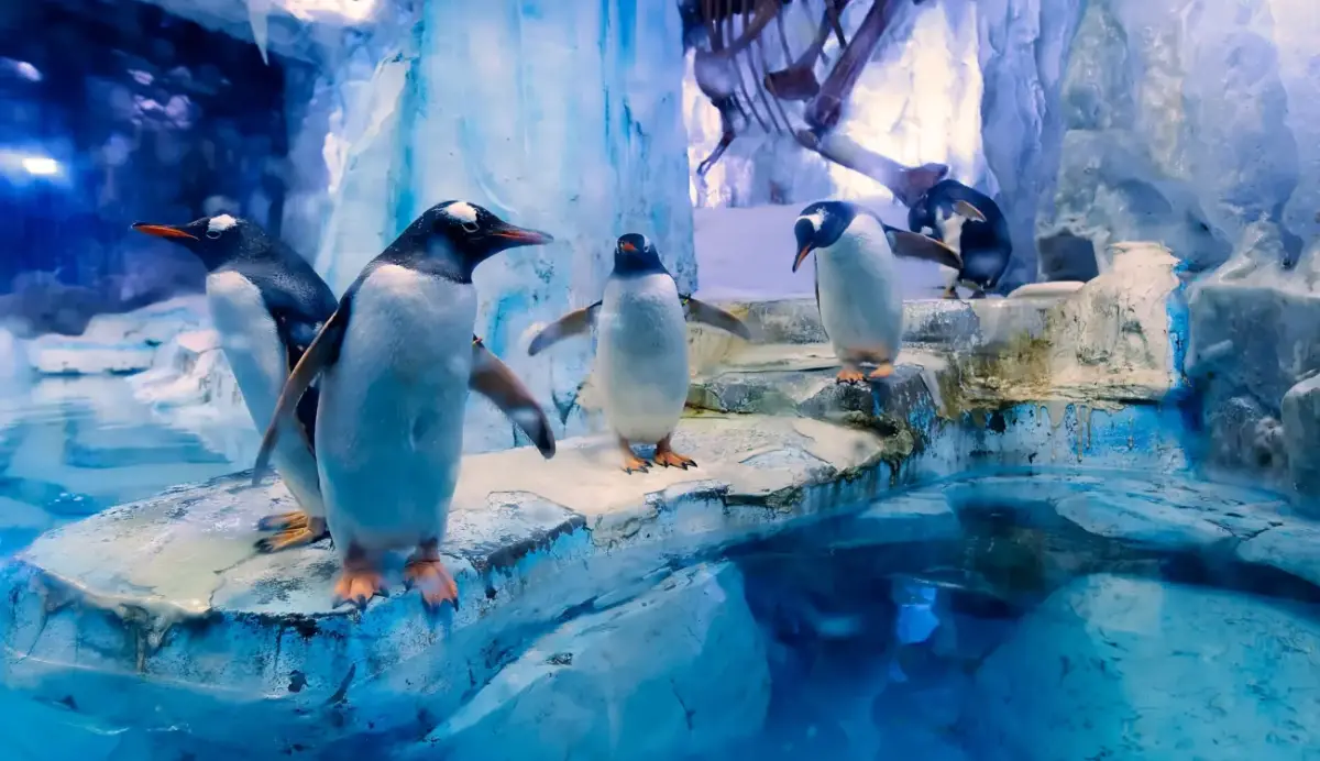 Visiting hours and the best time to visit the aquarium